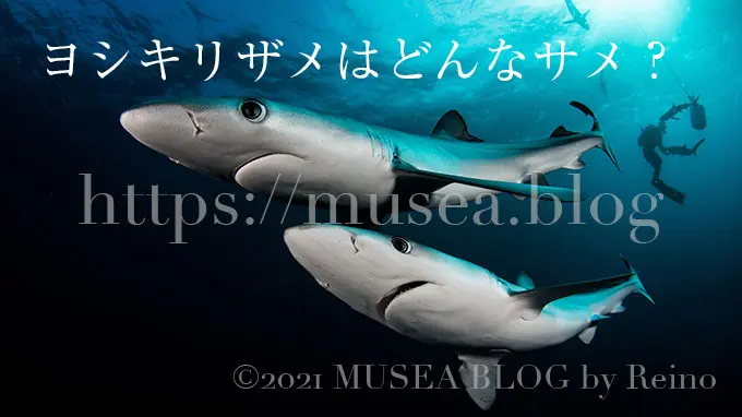 ヨシキリザメは危険なサメ?特徴、大きさ、生態、寿命、水族館にいるの?