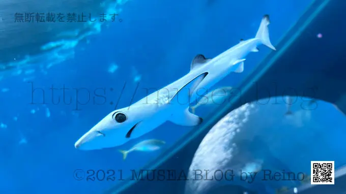 八景島シーパラダイスのヨシキリザメの赤ちゃんたち(2022年5月)