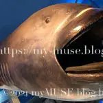 京急油壷マリンパークのメガマウスの標本