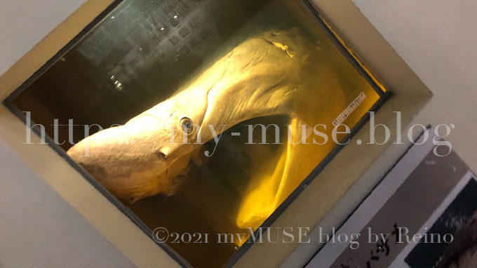 京急油壺マリンパーク（水族館）のウバザメの頭の標本
