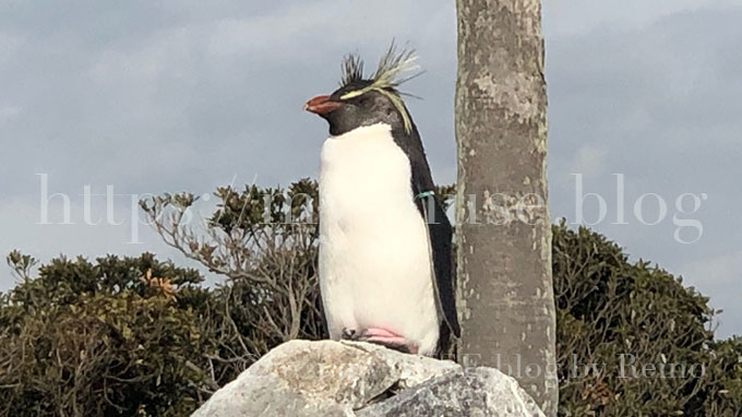京急油壺マリンパークのイワトビペンギン