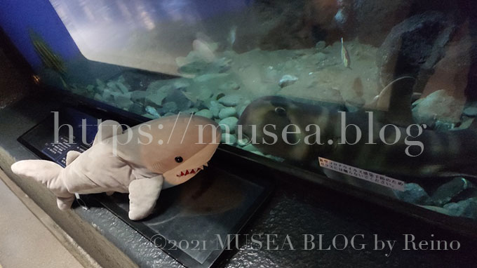 京急油壺マリンパーク（水族館）のネコザメ