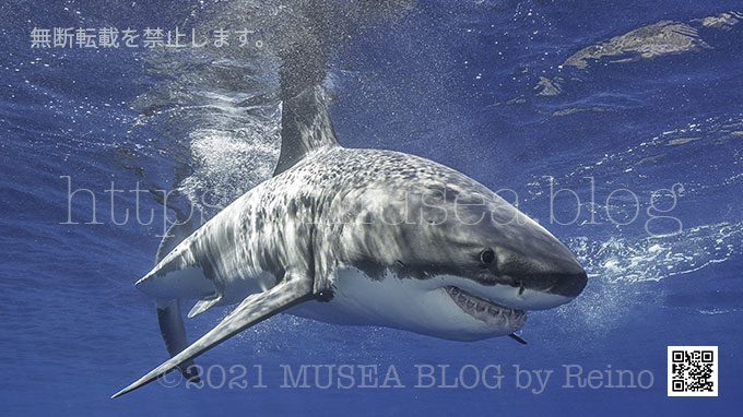 ホホジロザメの見た目