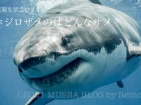 ホホジロザメの生態、特徴、大きさ、寿命、危険度とは？人食いサメなの？