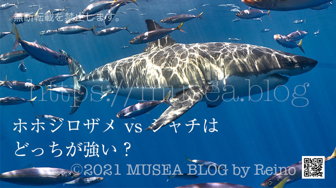 ホホジロザメ Vs シャチはどっちが強い 大きい Musea Blog ミューゼアブログ
