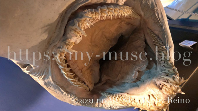 京急油壺マリンパークのオオワニザメの剥製標本。全長3.4m、350kg。メス。