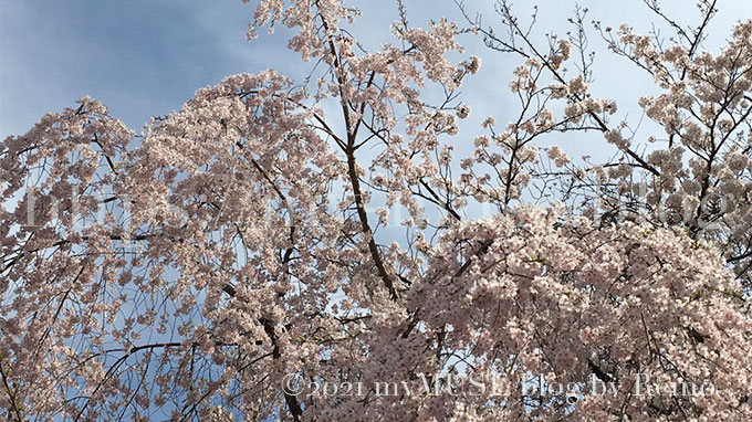 2019年3月31日に撮影した増上寺の桜