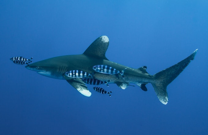 一番危険な人食いザメと恐れられているヨゴレはどんなサメ