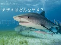 イタチザメは危険な人食いサメ？特徴、生態、大きさ、日本での生息域、動画など