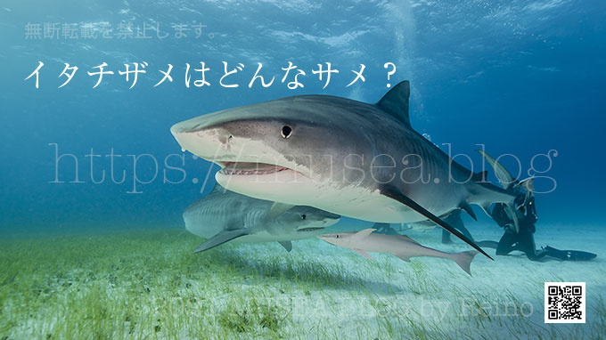 イタチザメは危険な人食いサメ？特徴、生態、大きさ、日本での生息域、動画など