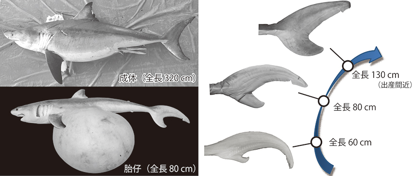 ホホジロザメの“三日月形”の尾ビレの形成過程に関する論文が掲載されました | 一般財団法人 沖縄美ら島財団