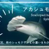 アカシュモクザメは人食いサメ？特徴、生息地、他のシュモクザメとの違いをわかりやすく解説