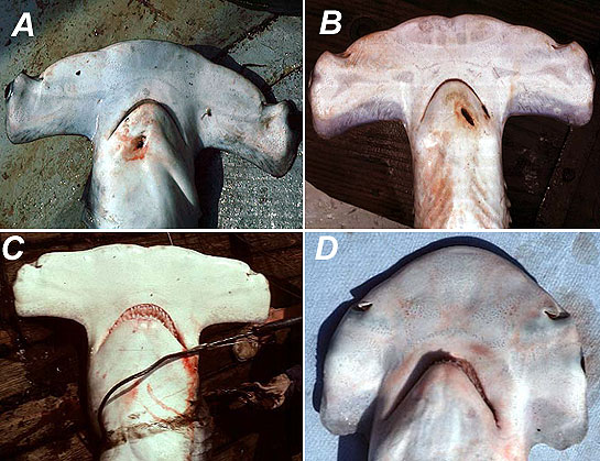シュモクザメの比較：A。シロシュモクザメ、B。アカシュモクザメ、C。ヒラシュモクザメ、D。ボンネットヘッド。写真©ジョージバージェス