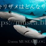 ヨシキリザメは危険なサメ？特徴、大きさ、生態、寿命、水族館にいるの？