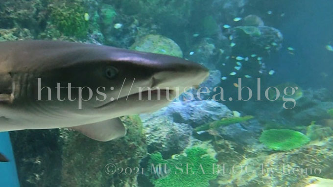 写真あり！xiaomi（シャオミ）redmi note 10 proで水族館のサメや魚たちを撮影