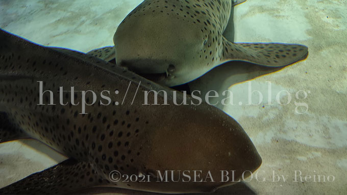 写真あり！xiaomi（シャオミ）redmi note 10 proで水族館のサメや魚たちを撮影