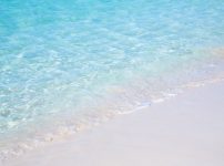 なぜサメが海水浴場に？海水浴シーズンに気をつけたい日本の海の危険生物も紹介