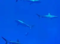 なぜサメが海水浴場に？海水浴シーズンに気をつけたい日本の海の危険生物も紹介