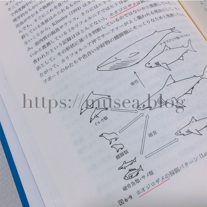 『サメの自然史（東京大学出版会）』では「ホオジロザメ」という表記