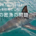 フカヒレを目的としたサメの密漁【魚の倫理とSDGs14】