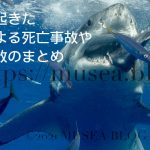 魚を食べるホホジロザメ。2021年までに日本で起きたサメによる死亡事故や負傷事故のまとめ