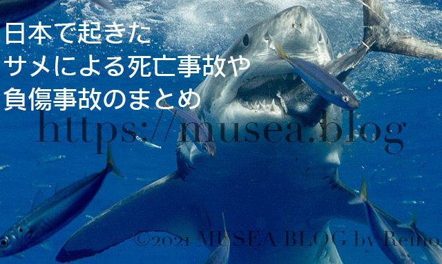 魚を食べるホホジロザメ。2021年までに日本で起きたサメによる死亡事故や負傷事故のまとめ