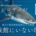 ホホジロザメが水族館にいない理由とは？過去の最長飼育記録なども解説