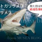沖縄にいるカマストガリザメは人食いザメ？特徴、ツマグロとの違い、サメ事故について