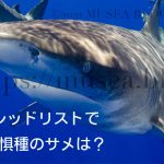 絶滅危惧種のサメの種類とは？IUCNレッドリストのまとめ【2021年10月版】