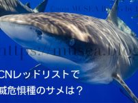 絶滅危惧種のサメの種類とは？IUCNレッドリストのまとめ【2021年10月版】
