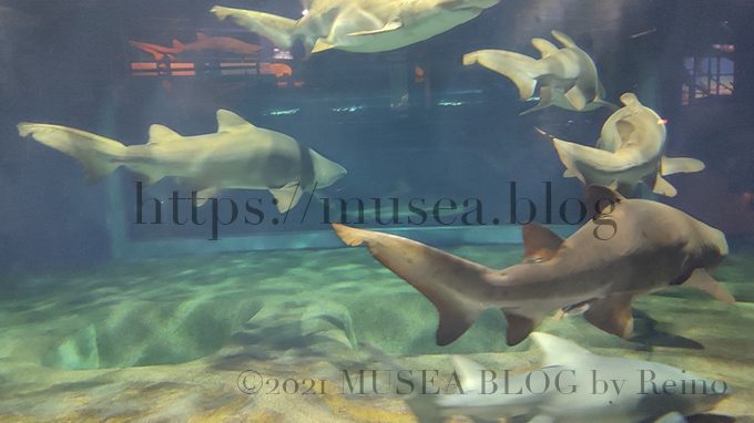サメの海：大洗水族館の「超サメ展 - The Mystery of Sharks」
