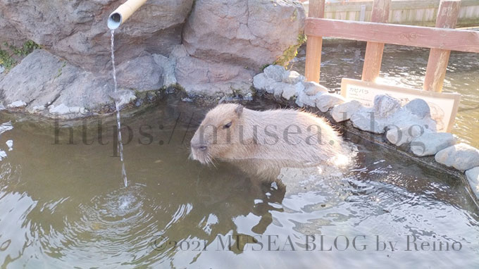 カピバラ温泉：シーパラは水族館だけど動物と触れ合える