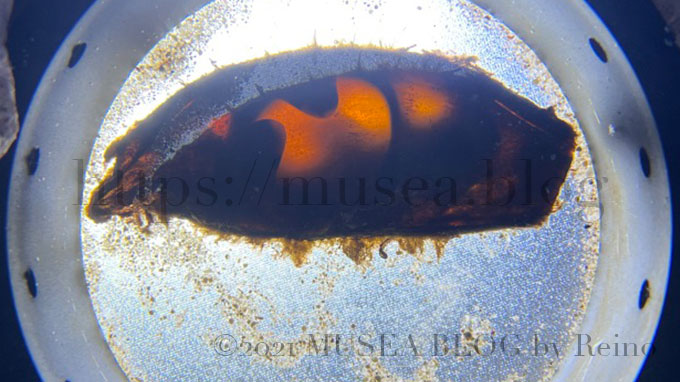 【水族館写真で比較】iPhone13 Pro Maxのカメラで撮影したアクアパーク品川のイヌザメの卵