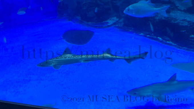 iPhone13 Pro Maxのカメラで撮影した八景島シーパラダイスのホシザメ