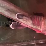 水族館で深海サメ「ラブカ」とご対面！ 八景島シーパラダイス【2021年1月】