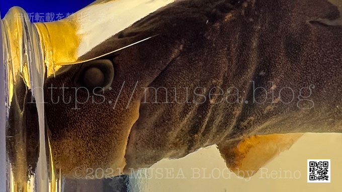 ダルマザメは人間を襲う人食いサメ？特徴、画像、大きさ、生息地、日本の水族館にいるの？