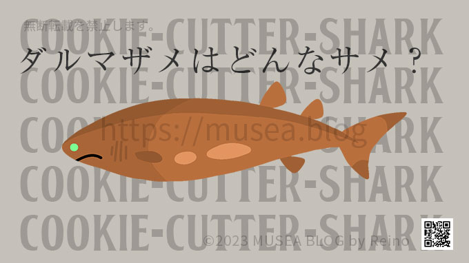 ダルマザメは人間を襲う人食いサメ？特徴、画像、大きさ、生息地、日本の水族館にいるの？