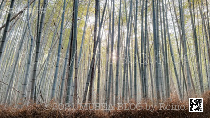 嵐山の早朝観光：竹林の小径