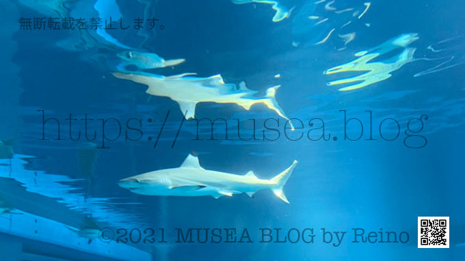 海遊館のサメの種類：太平洋水槽のサメたち（ツマグロ）