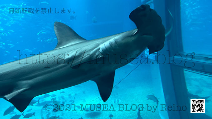 海遊館のサメの種類：太平洋水槽のサメたち（アカシュモクザメ）