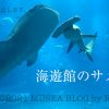 海遊館のサメの種類やジンベエザメ（2022年5月版）
