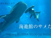海遊館のサメの種類やジンベエザメ（2022年5月版）