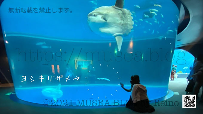 八景島シーパラダイスのヨシキリザメの赤ちゃんたち（2022年5月）
