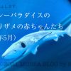 八景島シーパラダイスのヨシキリザメの赤ちゃんたち（2022年5月）