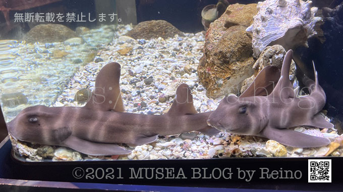 新江ノ島水族館タッチプールのネコザメと赤ちゃん Musea Blog ミューゼアブログ