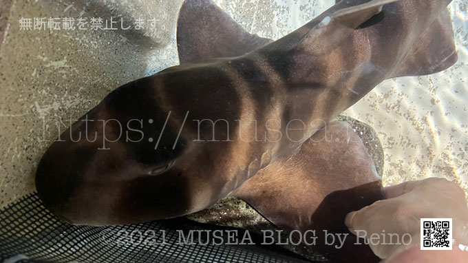 江ノ島水族館タッチプールのネコザメと赤ちゃん