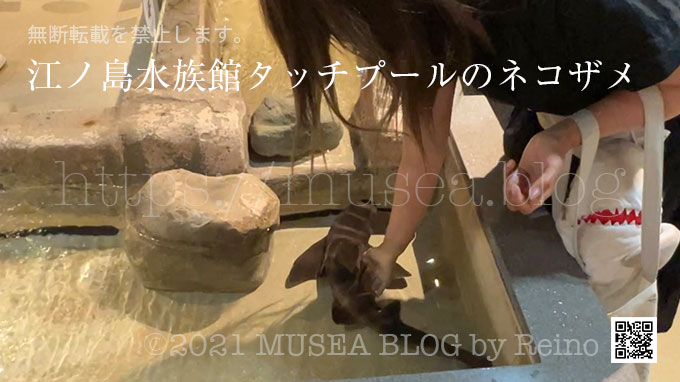 江ノ島水族館タッチプールのネコザメと赤ちゃん