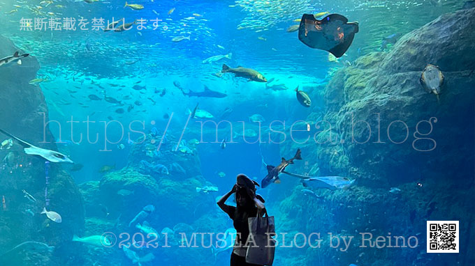 江ノ島水族館：相模湾大水槽の下部のサメ