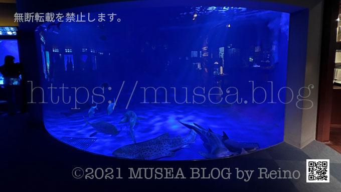 江ノ島水族館：太平洋水槽のサメ