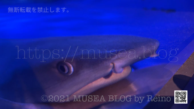 新江ノ島水族館：太平洋水槽のサメ